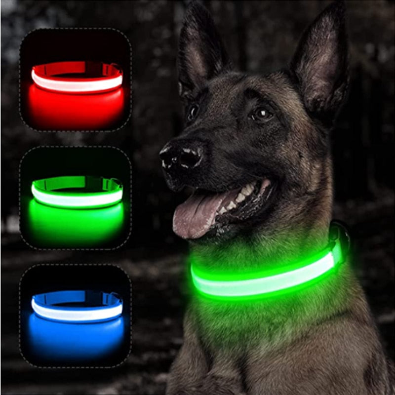 Dog wearing a glowing LED collar with red, green, and blue light options for enhanced visibility during nighttime walks.