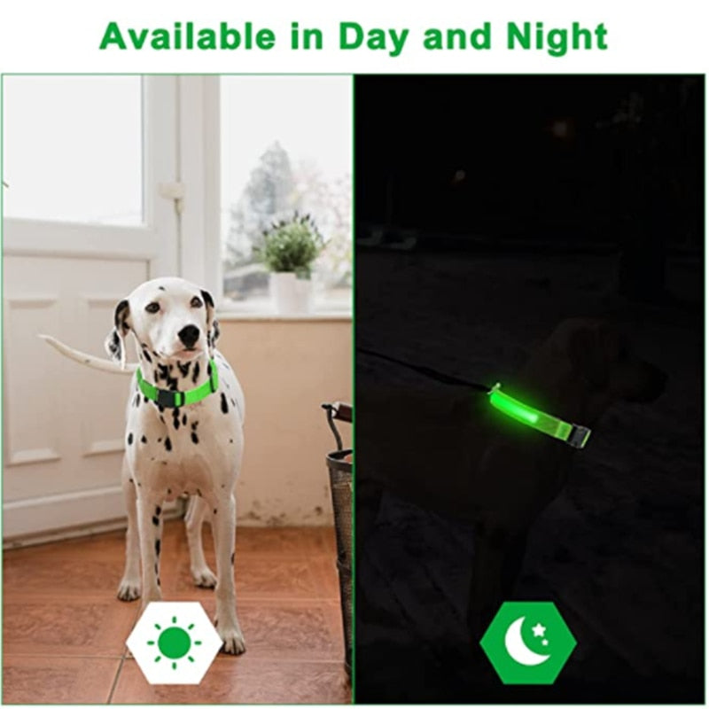 Dalmatian wearing an LED collar, showing visibility both in daylight and at night, with a green glowing light for nighttime safety.