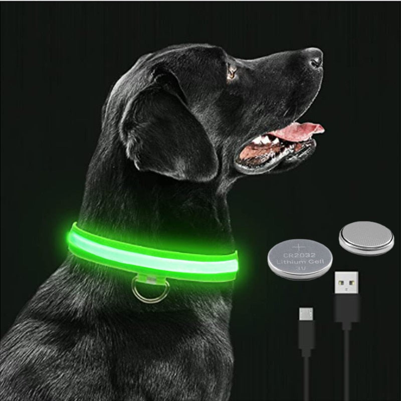 Dog wearing a glowing LED collar with red, green, and blue light options for enhanced visibility during nighttime walks.